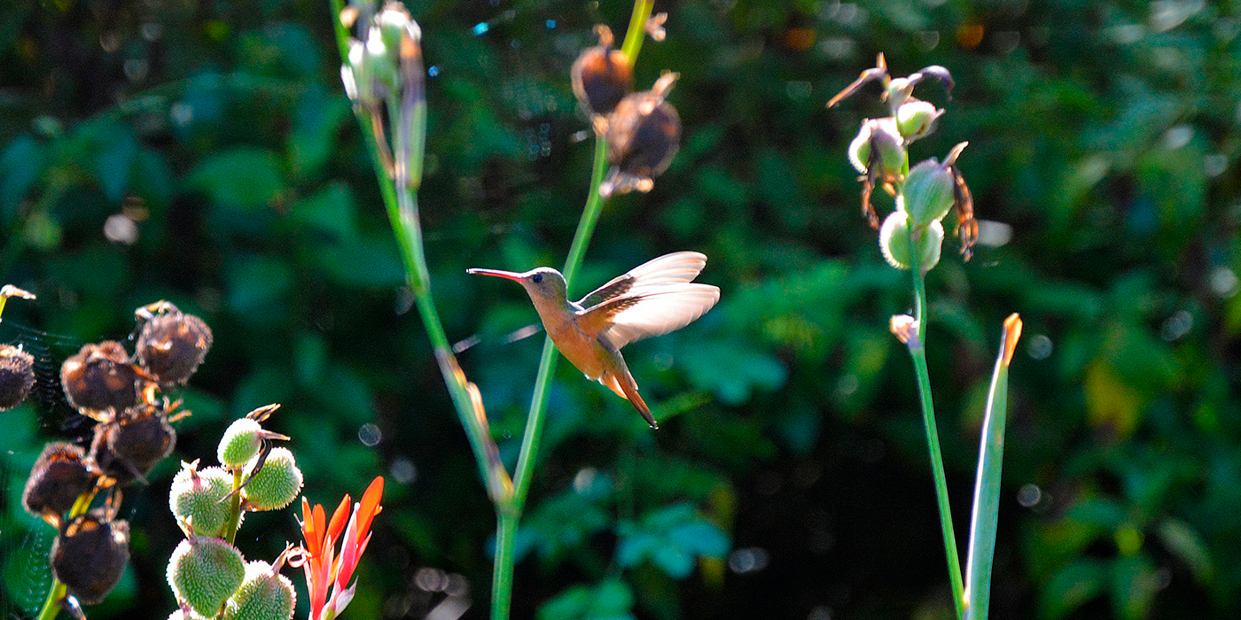 гондурас 2.png