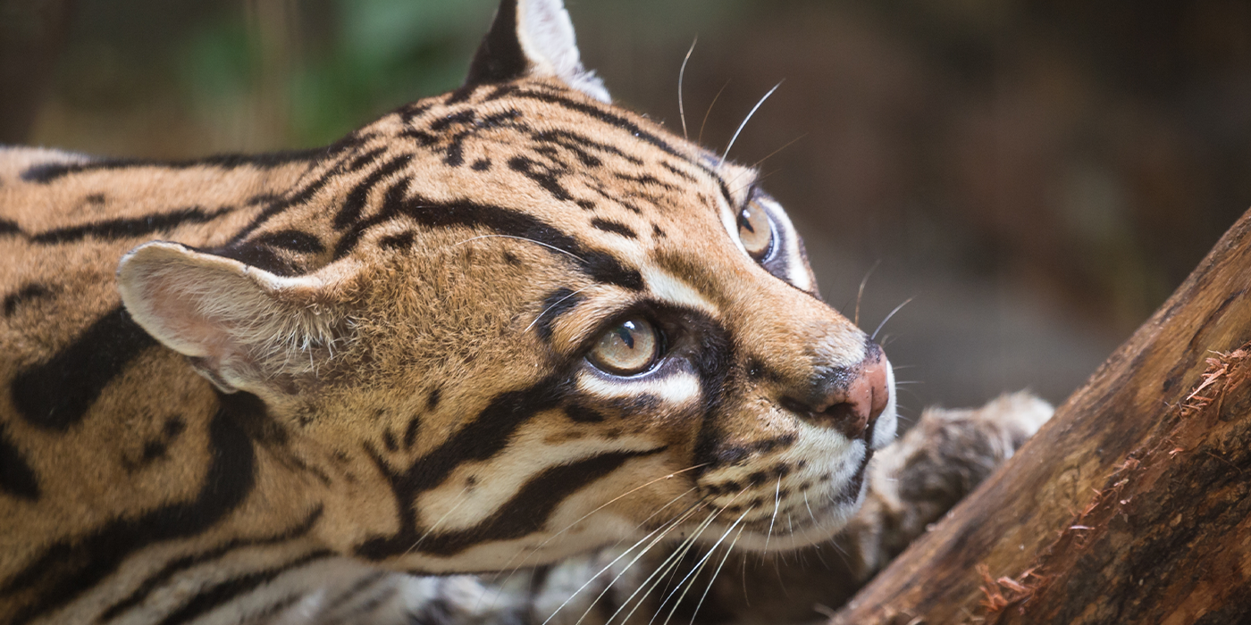 мантикера 1.png мантикера 1.png