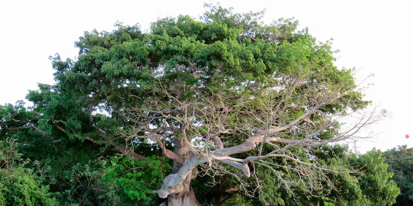 Guatemala Ceiba Washed 5.jpg Guatemala Ceiba Washed 5.jpg