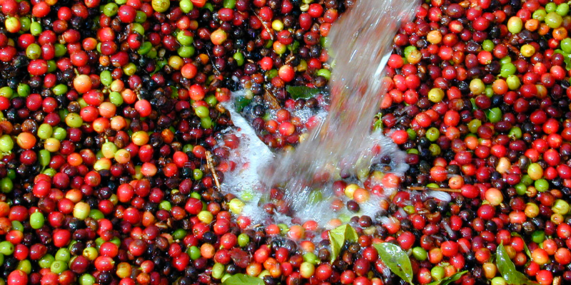 обработка кофе вода.png