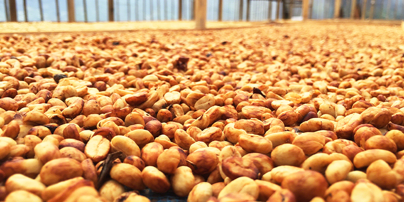 хани обработка кофе.png хани обработка кофе.png