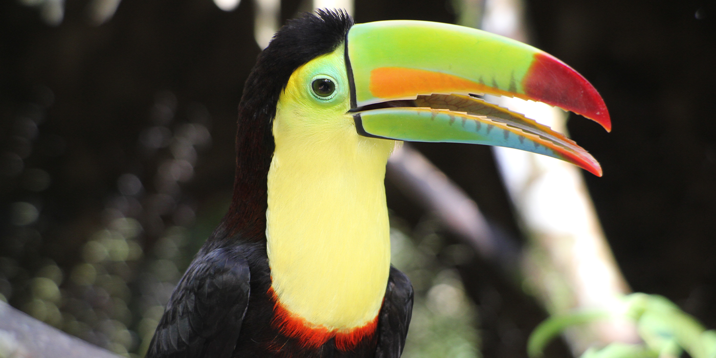 мантикера 3.png мантикера 3.png