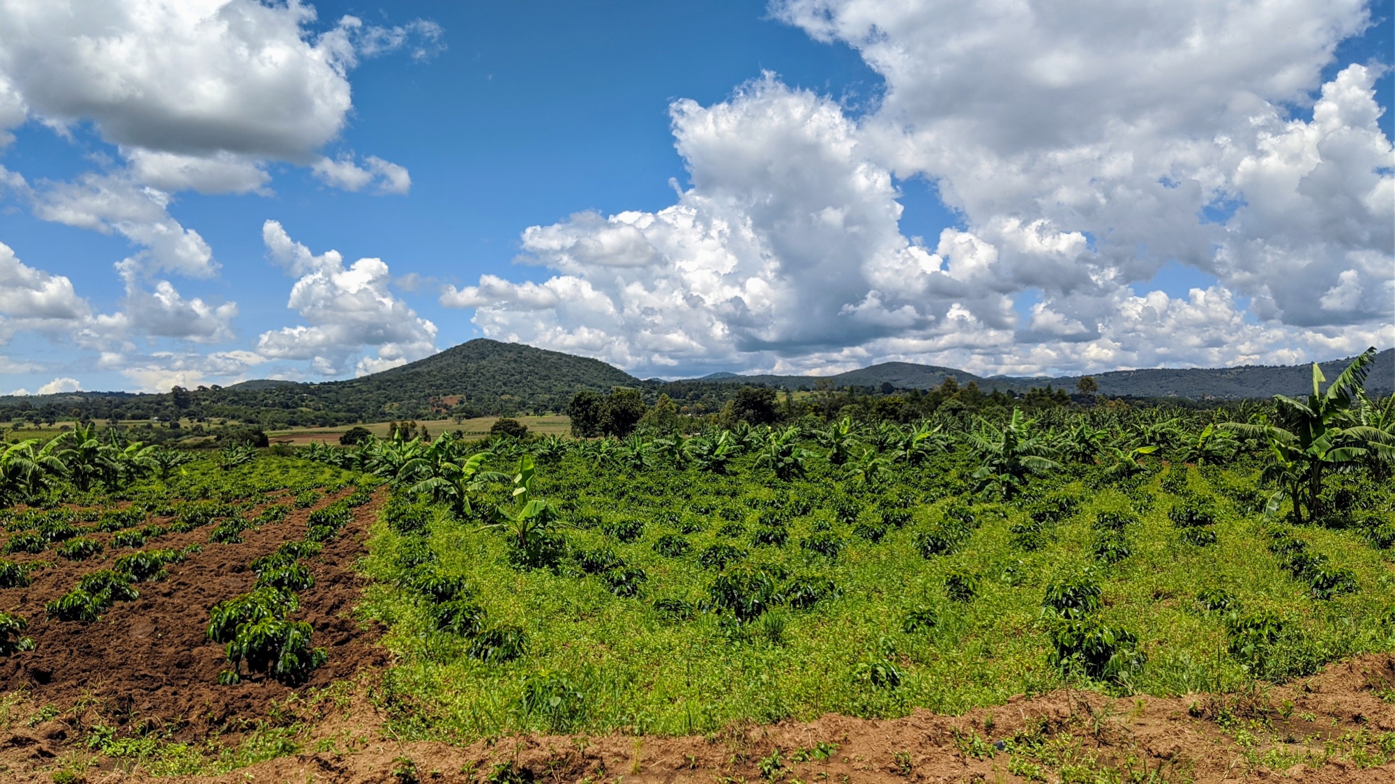 Landscape_coffee_farm.jpg