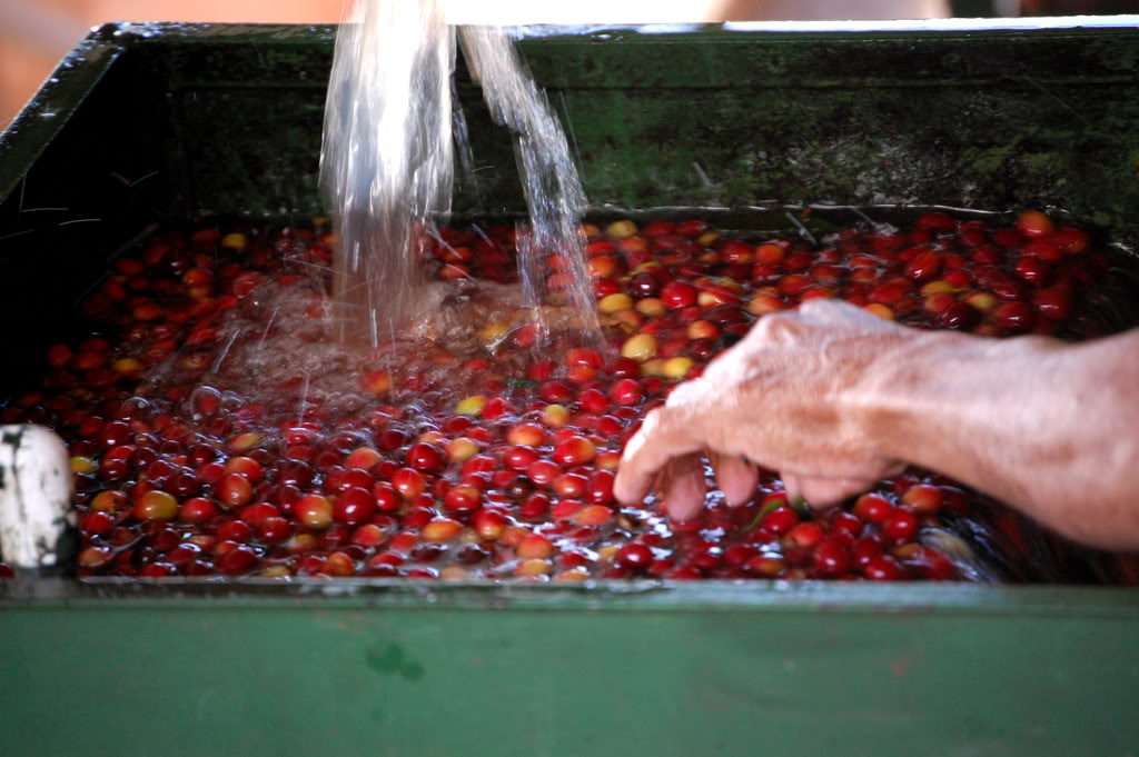 coffee-wet-processing[1].jpg