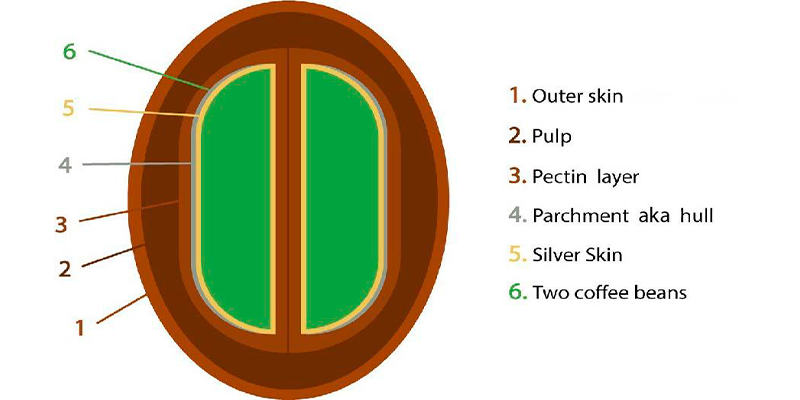 обработка кофе.png