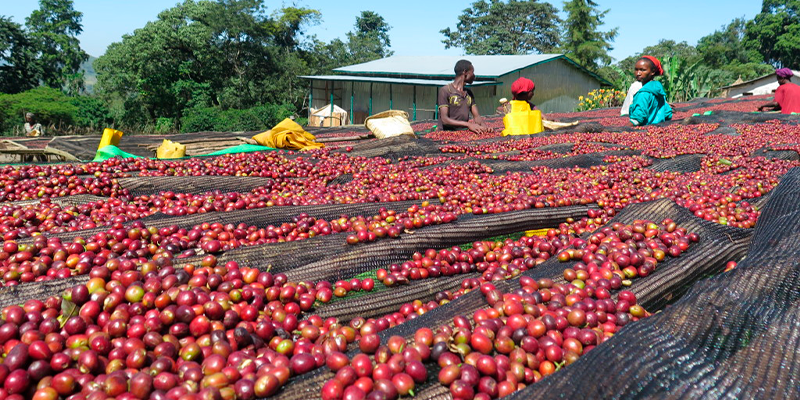 натуральная обработка кофе.png