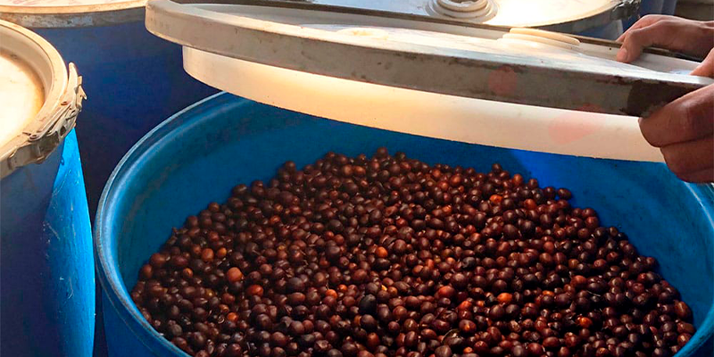 анаэробная обработка кофе.png анаэробная обработка кофе.png